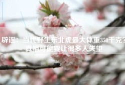 辟谣：当代野生东北虎最大体重350千克？真相可能要让很多人失望